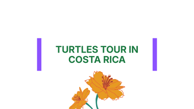 Turtles Tour in Costa Rica