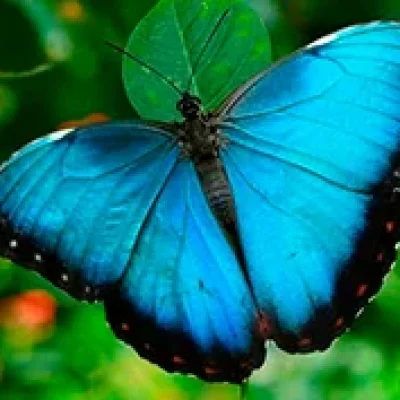 Rainforest-Rio-Celeste-Waterfall-Hike---Sloth-Eco-Farming---Llanos-Del-Cortes-Waterfall-Swim-(4)