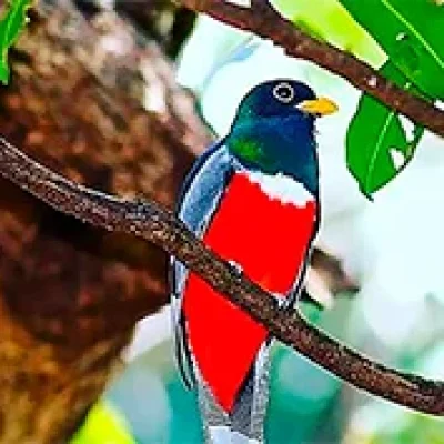 rainforest-Rio-Celeste-Waterfall-Hike---Sloth-Eco-Farming---Llanos-Del-Cortes-Waterfall-Swim-(5)